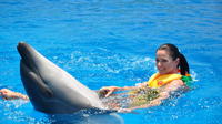 Swim with Dolphins for 15 Minutes in Sharm el Sheikh