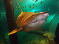 Billet d'entrée verser Manly SEA LIFE Sanctuary