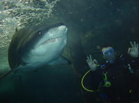 Buceo entre tiburones Xtreme en Sídney Buceo entre tiburones Xtreme en Sídney