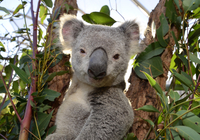 Excursion en bord de mer à Sydney: billet coupe-file versez le parc animalier Wild Life de Sydney