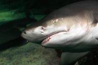 Excursion VIP à l'aquarium SEA LIFE de Sydney image 1 Excursion VIP à l'aquarium SEA LIFE de Sydney image 1