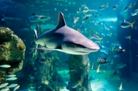 Plongée with les requins à l'aquarium SEA LIFE de Sydney