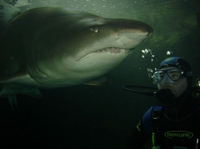 Plongée Xtrême with les requins à Sydney
