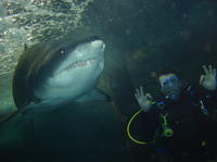 Shark Diving Xtreme in Sydney