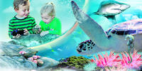 Sydney Attractions Pass: Aquarium Sea Life, Sydney Tower Eye, Zoo Wild Life, Madame Tussauds et Manly SEA LIFE Sanctuary