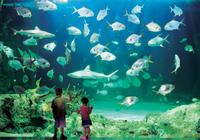 Sydney Pass: Aquarium SEA LIFE, Sydney Tower Eye, WILD VIE Sydney, Croisière dans le Port de Sydney et Madame Tussauds