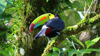 Bird Watching Tour at Hanging Bridges Park