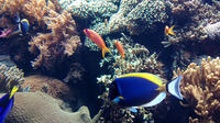 Private Tour: Hidden Lisbon with Oceanário de Lisboa