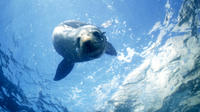 Seal Swimming Tour from Kaikoura