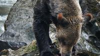 Grizzly Bears Of The Wild: A First Nations Wildlife Journey into the Great Bear Rainforest