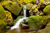 Manoa Waterfall Small Group Adventure