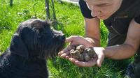 Slovenian Truffle Hunting Experience