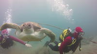 Scuba Diving Beginner's Session in Costa Adeje