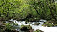 3-Day Tour of Tanesashi Kaigan and Oirase Keiryu in Aomori Prefecture