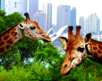 Pass pour juin croisière de 3 Jours à Arrêts multiples Dans le port de Sydney comprising l'entrée au zoo de Taronga