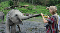 Full Day Visit to Elephant Jungle Sanctuary in Chiang Mai