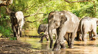 Half-Day Afternoon Visit to Elephant Jungle Sanctuary in Phuket