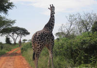 Lake Mburo National Park Safari Day Tour from Kampala