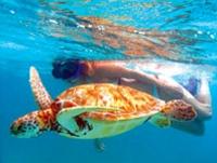 Akumal Bay Sea Turtle and Snorkel Adventure from Cozumel