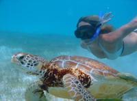 Cozumel Shore Excursion: Akumal Bay and Yal Ku Lagoon Snorkel and Sea Turtle Adventure