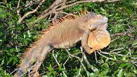 Small-Group El Chocoyero El Brujo Nature Reserve Tour from Managua