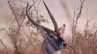 2-Day Bushveld Safari Guided Tour from Johannesburg