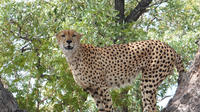 3-Day Kruger Park Safari from Johannesburg or Pretoria