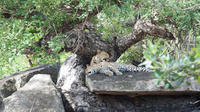 Kruger National Park: 6-Day Wilderness Safari Guided Tour