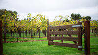 Jacobs Creek Vineyard Tour, Wine Tasting and 2-Course Lunch