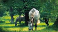 Lipica Stud Farm and Skocjan Caves Half Day Trip from Ljubljana