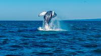 Whale Watching RIB Boat Tour from Husavik