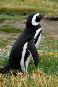 Punta Arenas Shore Excursion: Otway Sound Penguin Colony Tour