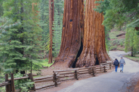 Excursion de deux jours Dans le parc national de Yosemite, au départ de San Francisco