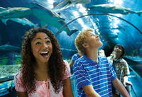 SeaWorld San Diego Day Tour from Anaheim