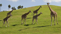 Theme Park Transportation: San Diego Safari Park