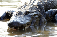 Visite nocturne de Gatorland
