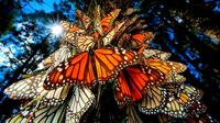 7-Day Tour from Mexico City: Monarch Butterfly Migration Experience