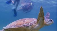 Akumal Sea Turtle Snorkeling Tour from Playa del Carmen