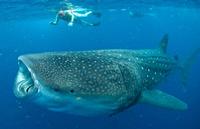 Zwemmen met walvishaaien in Cancun: snorkeltour met kleine groep Zwemmen met walvishaaien in Cancun: snorkeltour met kleine groep
