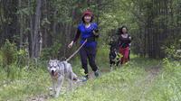 Husky Trekking Tour in Kuhmo