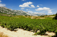 Vitoria y la región del vino de Rioja