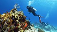 Cozumel Express 2-Tank Dives from Playa del Carmen