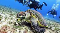 Discover Scuba Diving Course in Playa del Carmen