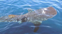 Whale Shark Group Adventure from Isla Holbox