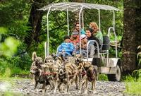 Kennel Tour and Dog Sled Ride