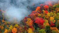 Smoky Mountain Trees of Many Colors Tour