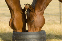 Visite des chevaux de champions de cours Avec dégustation de bière et de vin