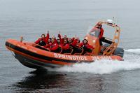 Marine Wildlife Tour by Zodiac Marine Wildlife Tour by Zodiac