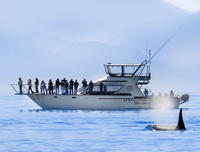 Victoria Whale Watch Tour