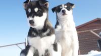 Puppy Training Experience at a Husky Farm in Tromso